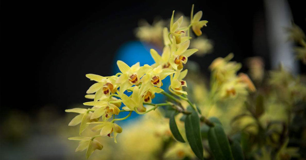 石斛花及其功效